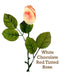 White Chocolate Rose by Morkes Chocolates